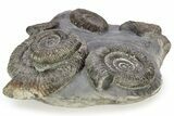 Ammonite (Dactylioceras) Fossil Cluster - England #243496-1